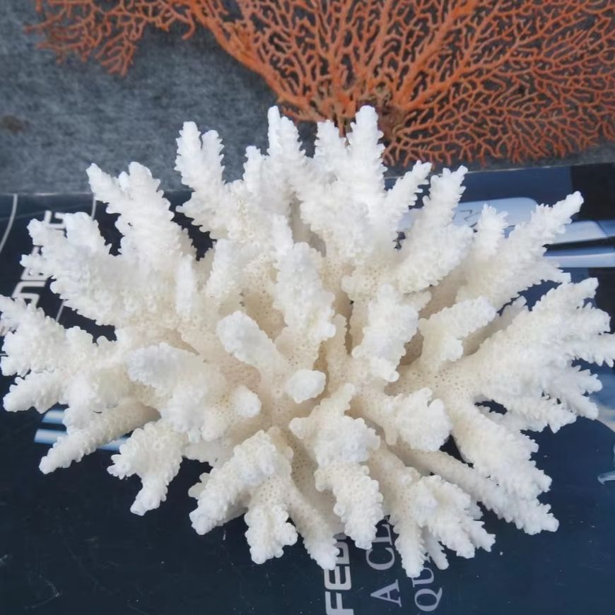 Marine Aquarium & Regional Centre Reviews - 1pc Natural White Coral Cluster marine