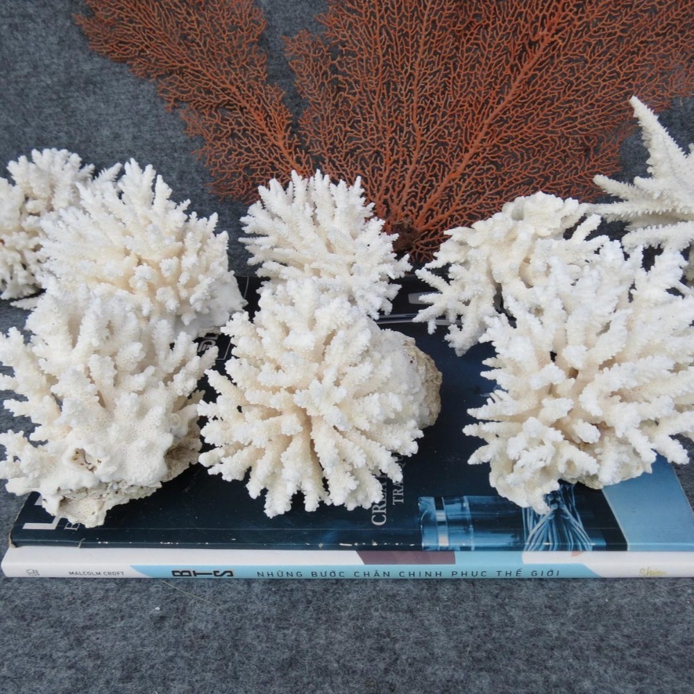 1pc Natural White Coral Cluste – обзор и цена Marine Aquarium & Regional Centre Reviews