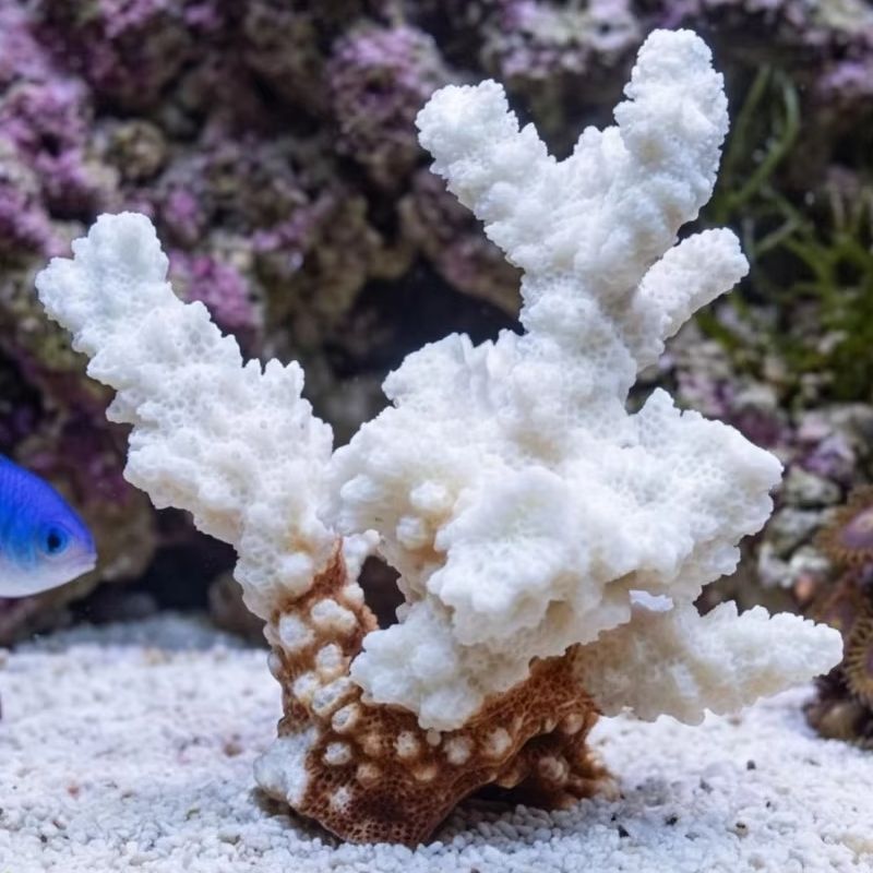 1pc Natural White Coral Cluste – обзор и цена Marine Aquarium & Regional Centre Reviews