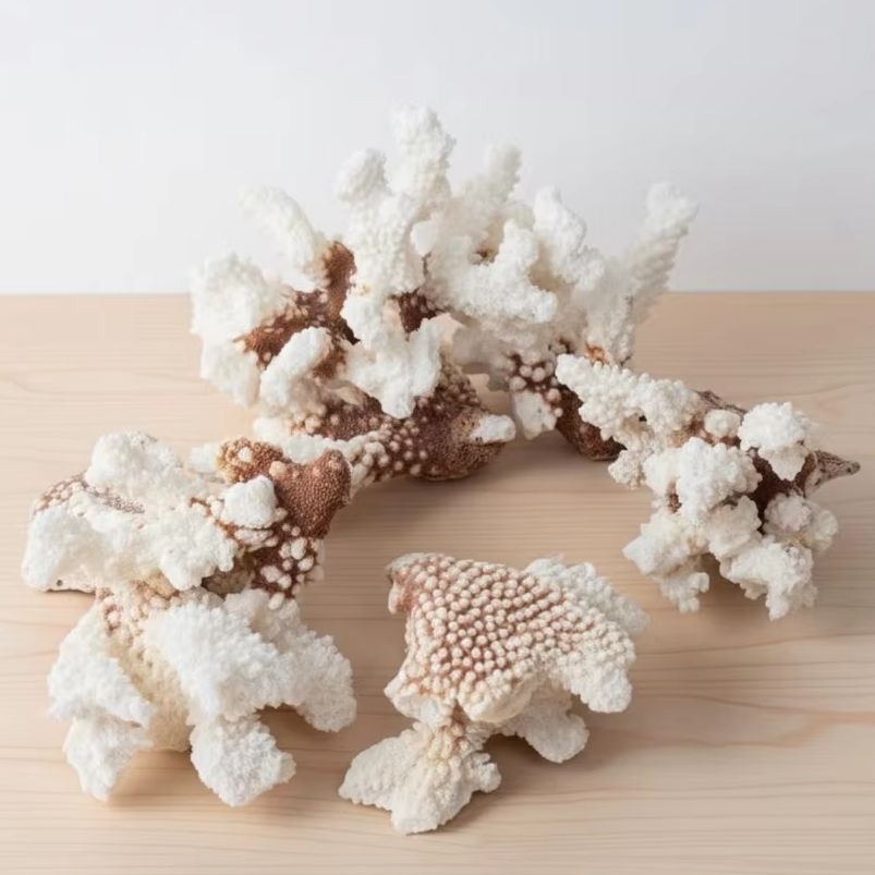 1pc Natural White Coral Cluste – обзор и цена Marine Aquarium & Regional Centre Reviews